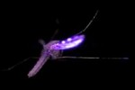 Killing mosquitoes with lasers!
